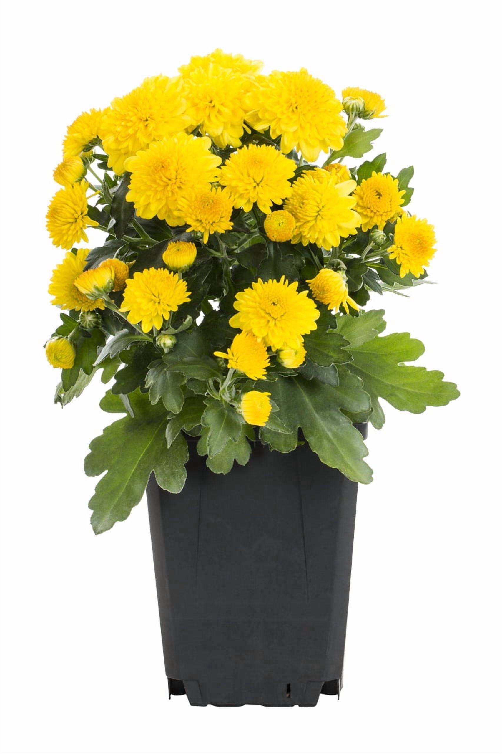 Expert Gardener Pint Yellow Garden Chrysanthemum Plant Sun