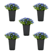 Expert Gardener QT Blue Lithodora Live Plant Grower Pot Sun (5 Pack)