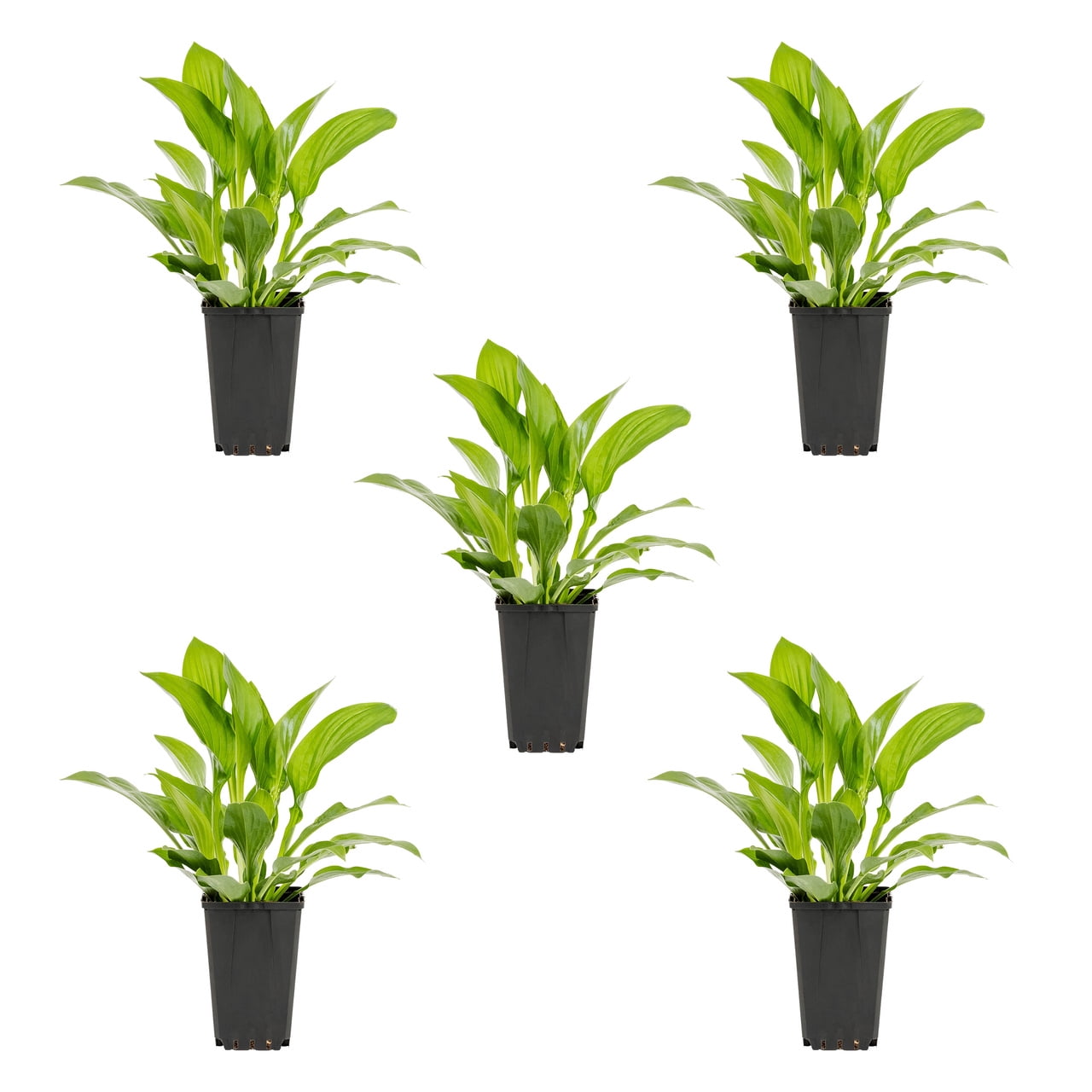Expert Gardener Hosta Live Perennial Plant, 1.5PT Grower Pot, Green, 5-Pack