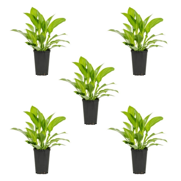 Expert Gardener 1QT Green Hosta Live Perennial Plant Shade 5-Pack