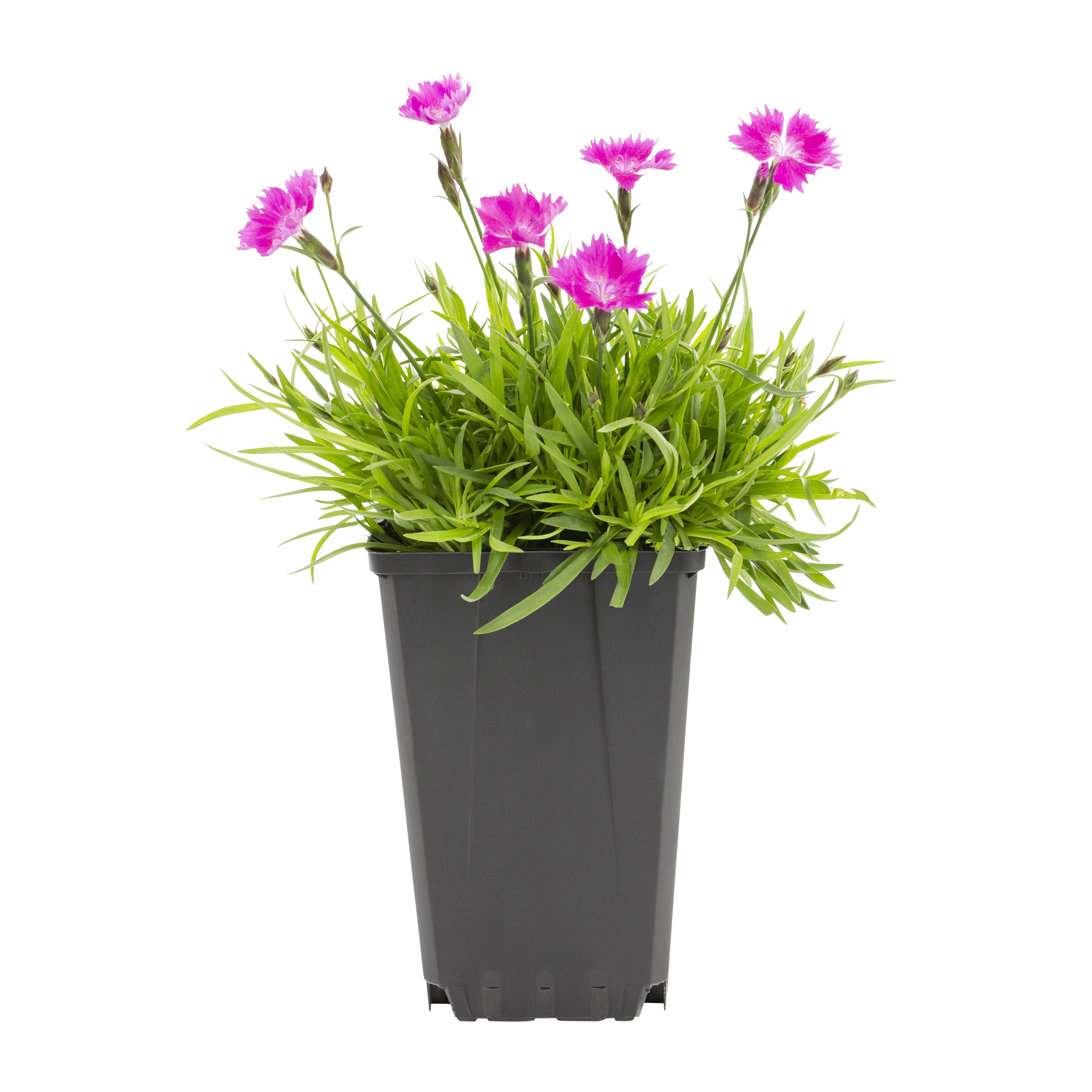 Expert Gardener QT Multicolor Dianthus Live Plants with Grower Pot