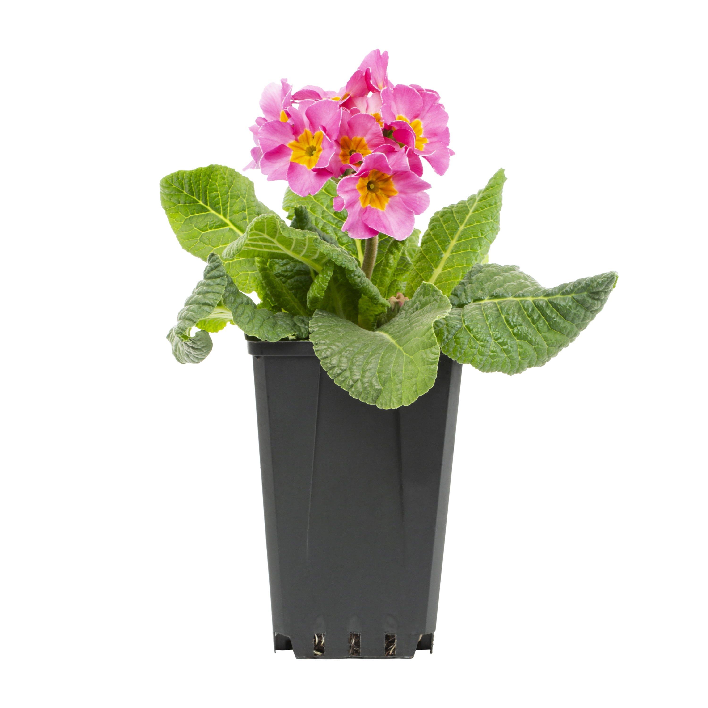 Expert Gardener QT Multicolor Primula Live Plants with Grower Pot