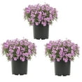 thumbnail image 1 of Expert Gardener 2QT Pink Phlox Live Perennial Plant Sun 3-Pack, 1 of 5