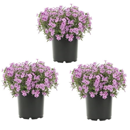Expert Gardener 2QT Pink Phlox Live Perennial Plant Sun 3-Pack