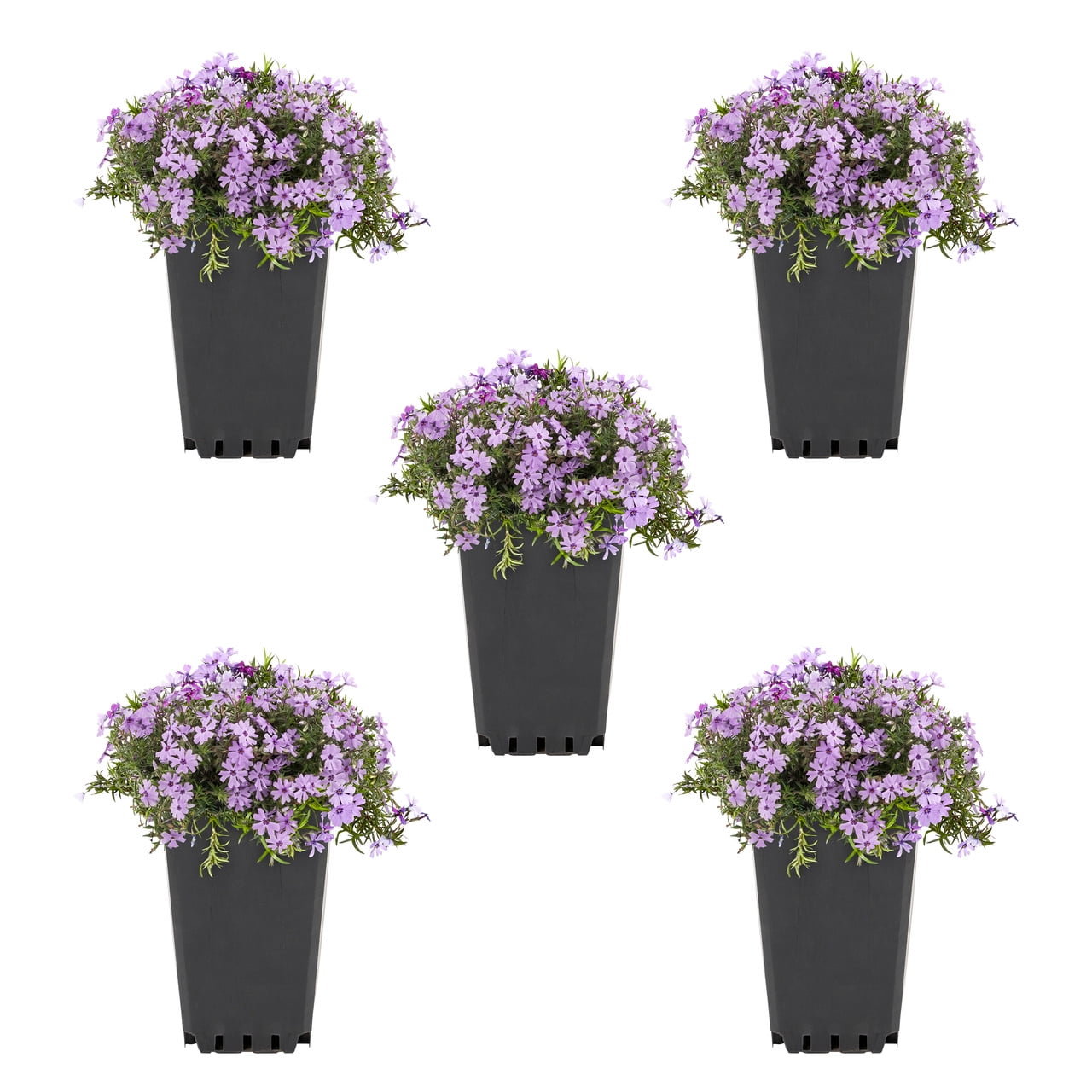 Expert Gardener 1QT Purple Phlox Subulata Live Perennial Plant Sun