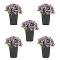 thumbnail image 1 of Expert Gardener 1.5PT Purple Creeping Phlox Live Perennial Plant Sun 5-Pack, 1 of 10