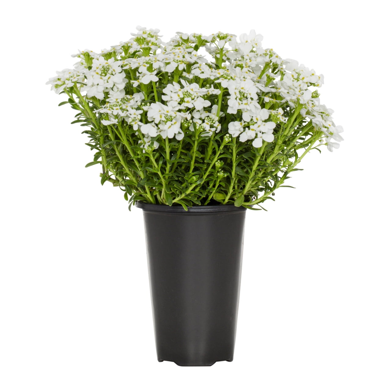 Expert Gardener White Iberis Live Perennial Plant, Full Sun, 1.5 pt
