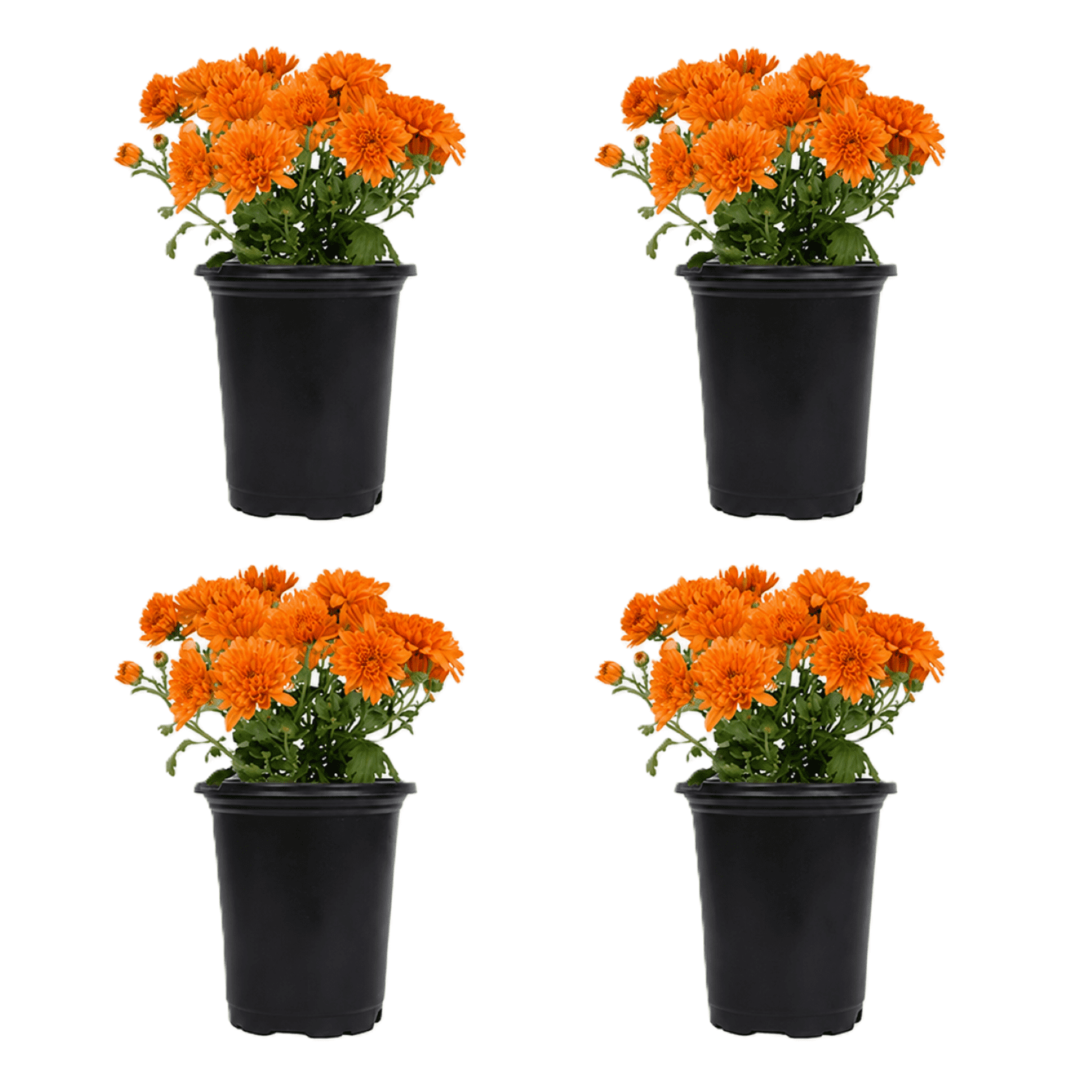 Expert Gardener Quart Orange Mum Live Plant in 1QT Grower Pot (4 Count)