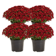 thumbnail image 1 of Expert Gardener Quart Mum, 4-Pack, Red Full Sun Annual Live Plants, 1 of 4
