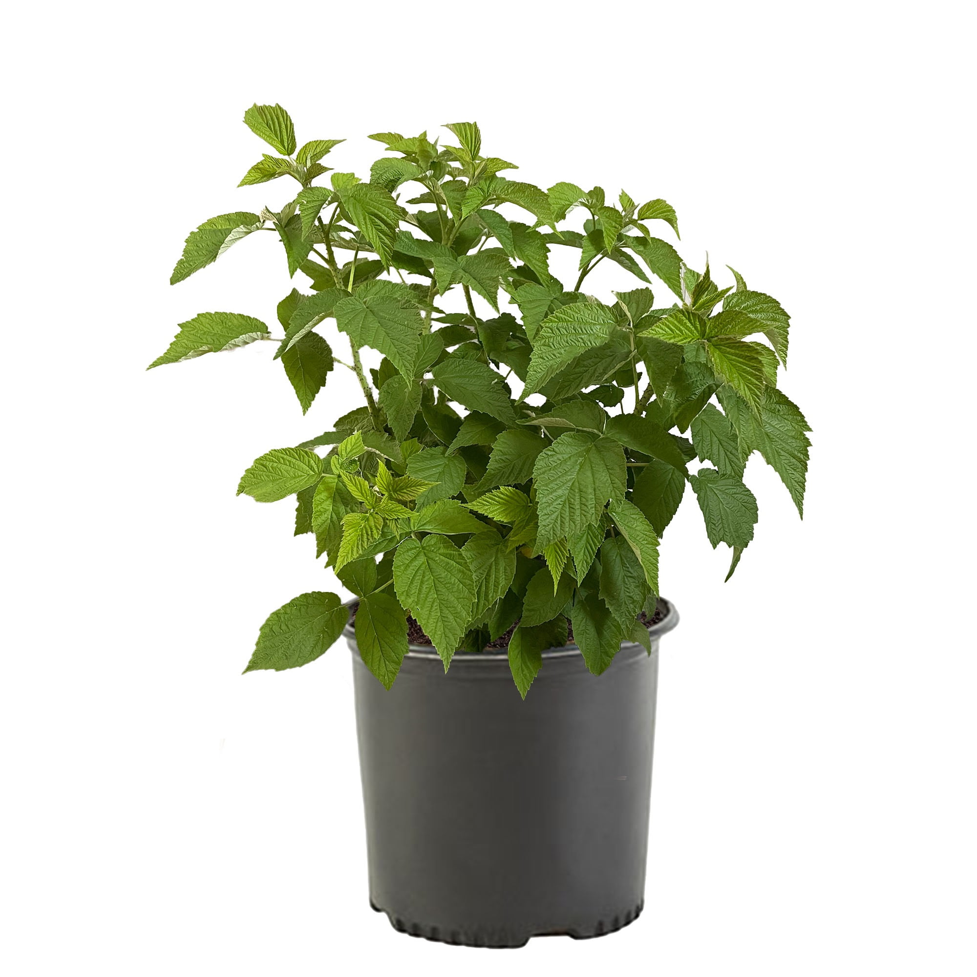 Expert Gardener Raspberry Crimson Treasure Live Shrub (1 Gallon)