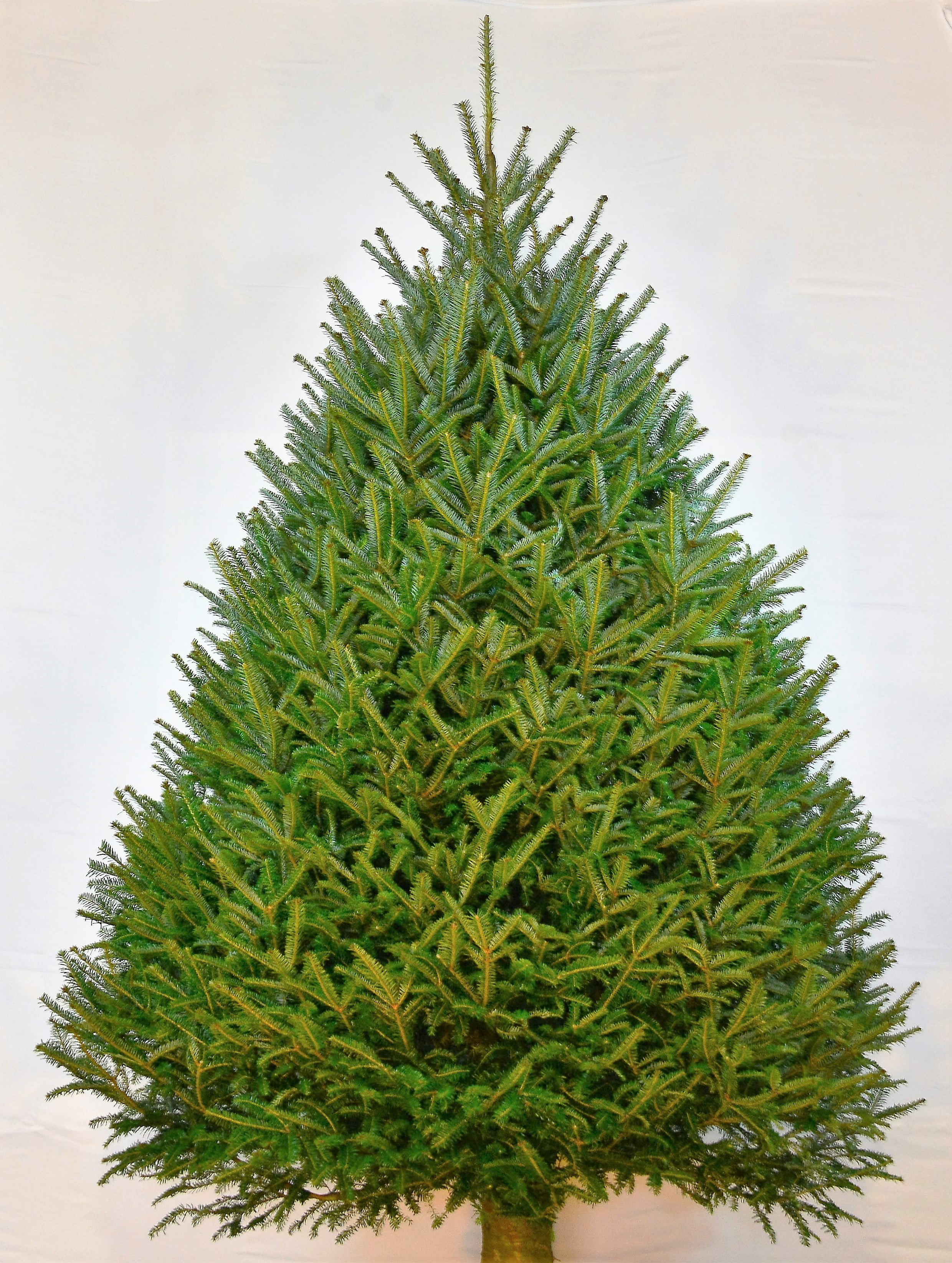 Expert Gardener Real Balsam Fir 6' to 7' Tall Fresh Cut Christmas Tree