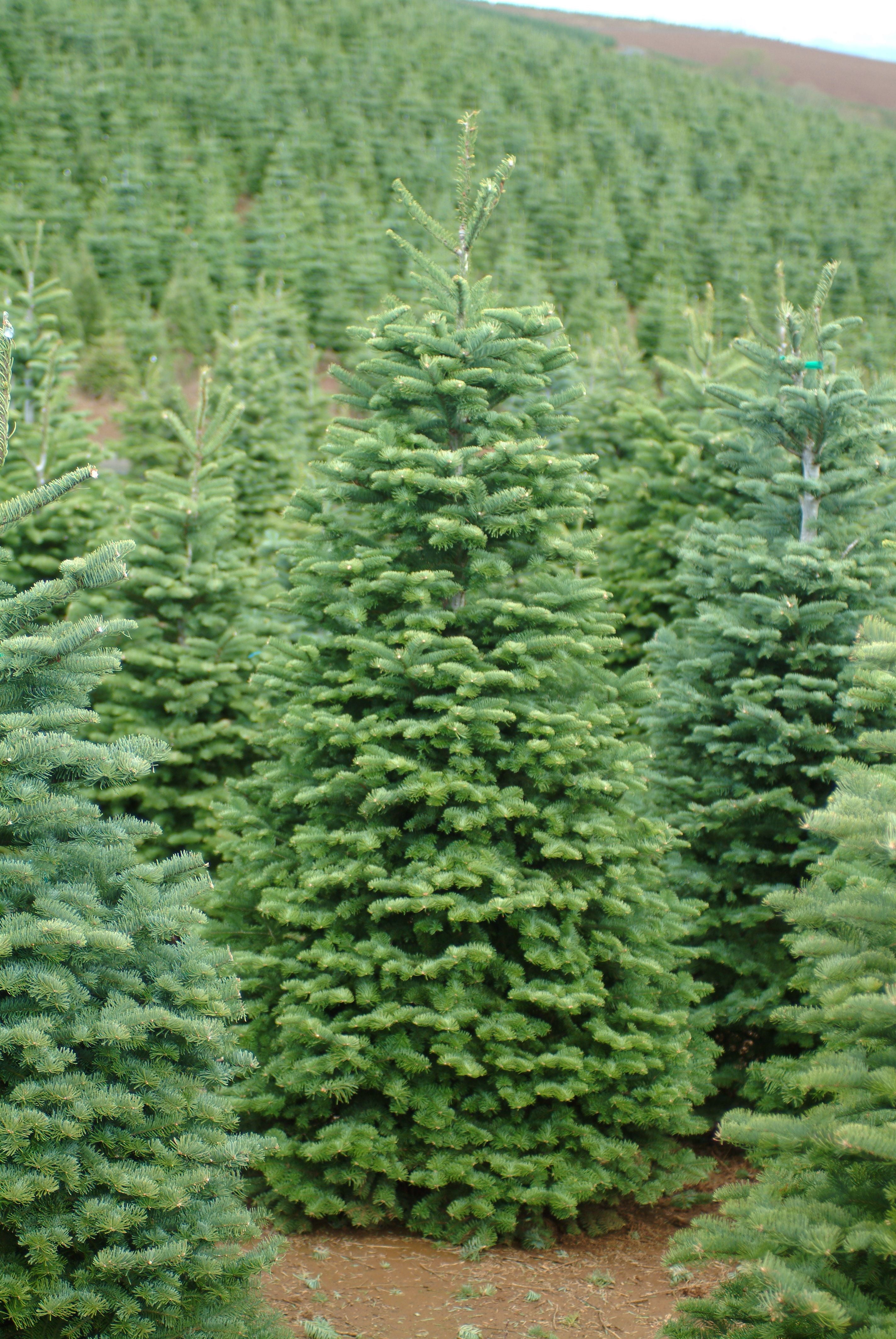 Expert Gardener Real Noble Fir 6' to 7' Tall Fresh Cut Christmas Tree
