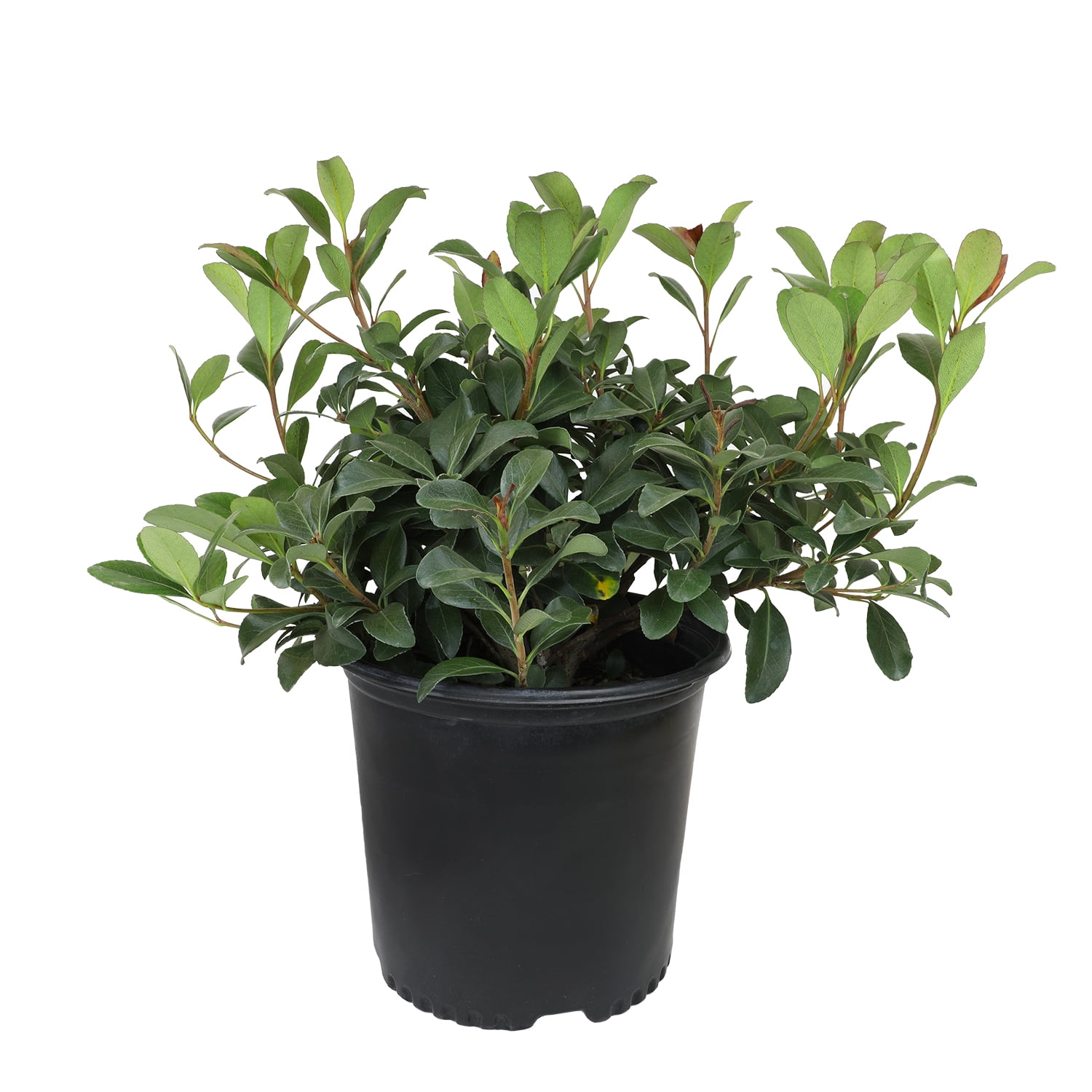Expert Gardener Bay Breeze Rhaphiolepis Indian Hawthorn Live Plant, 12-15 in Tall
