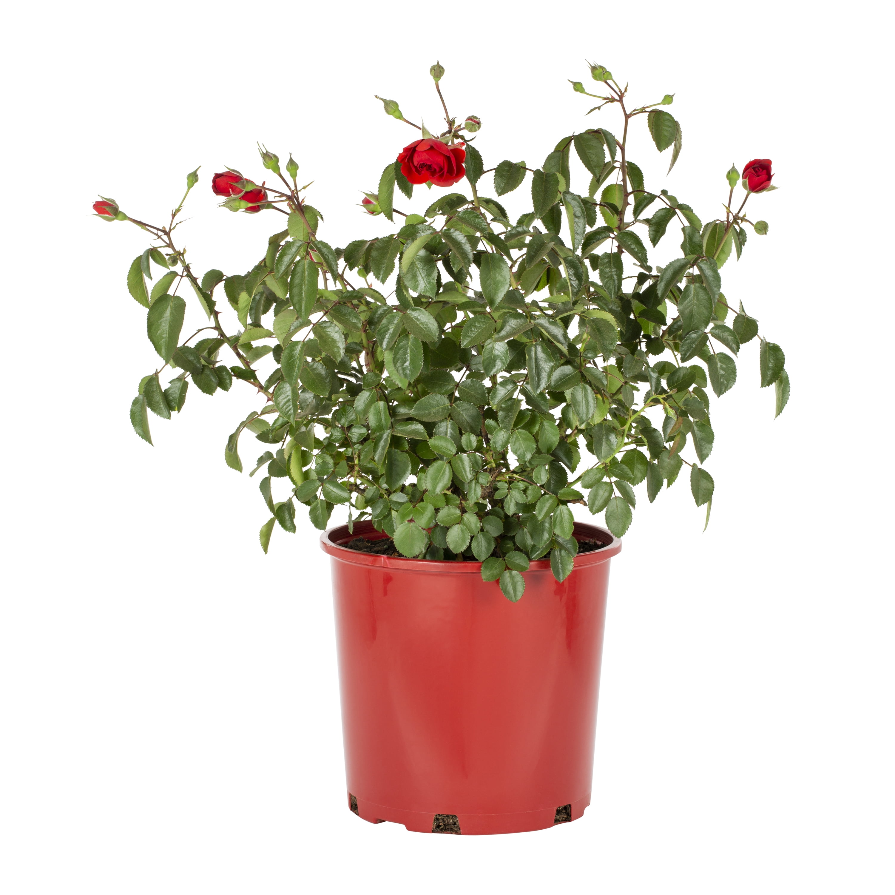 Expert Gardener 2G Red Rose, Live Shr...