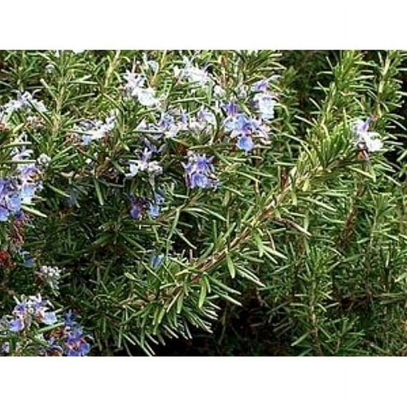 Expert Gardener Rosemary Live Plants