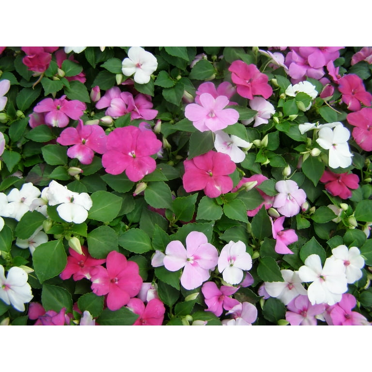 Walmart impatiens flats sale