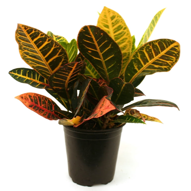 COROTON　14枚 Expert Gardener 6in Croton Assorted Live Plants in grower pot
