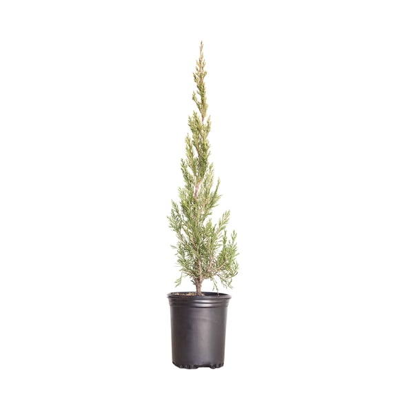 Expert Gardener Spartan Juniper, 2.5 qt Live Outdoor Evergreen Plant, Full Sun
