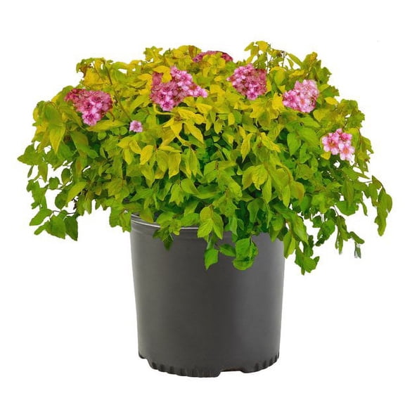 Expert Gardener Spirea Goldmound Live Plant in Grower Pot