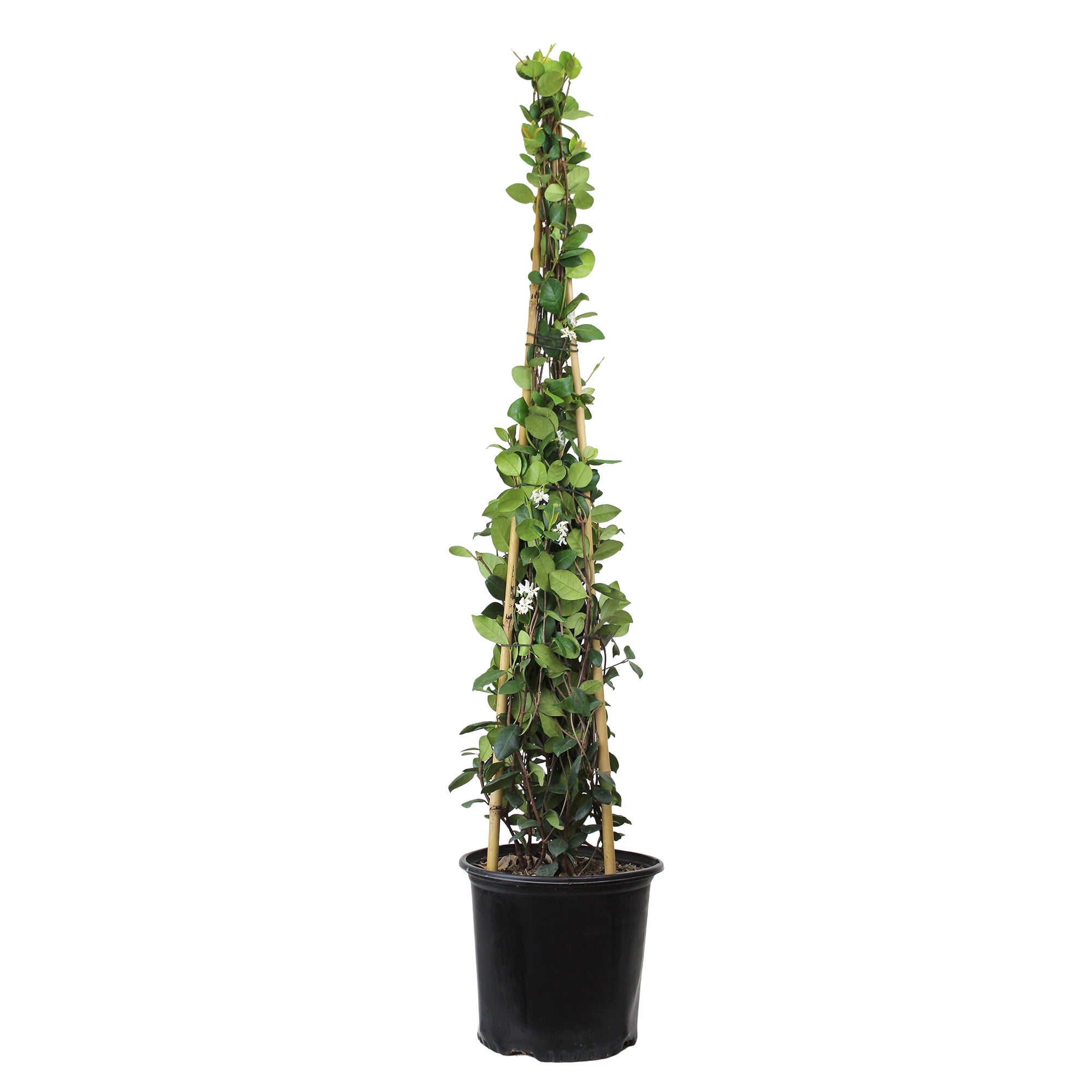 Expert Gardener Star Jasmine, 18-24 Tall, Flowering Outdoor Plant Shrub, 2.25 gal Pot, Full Sun