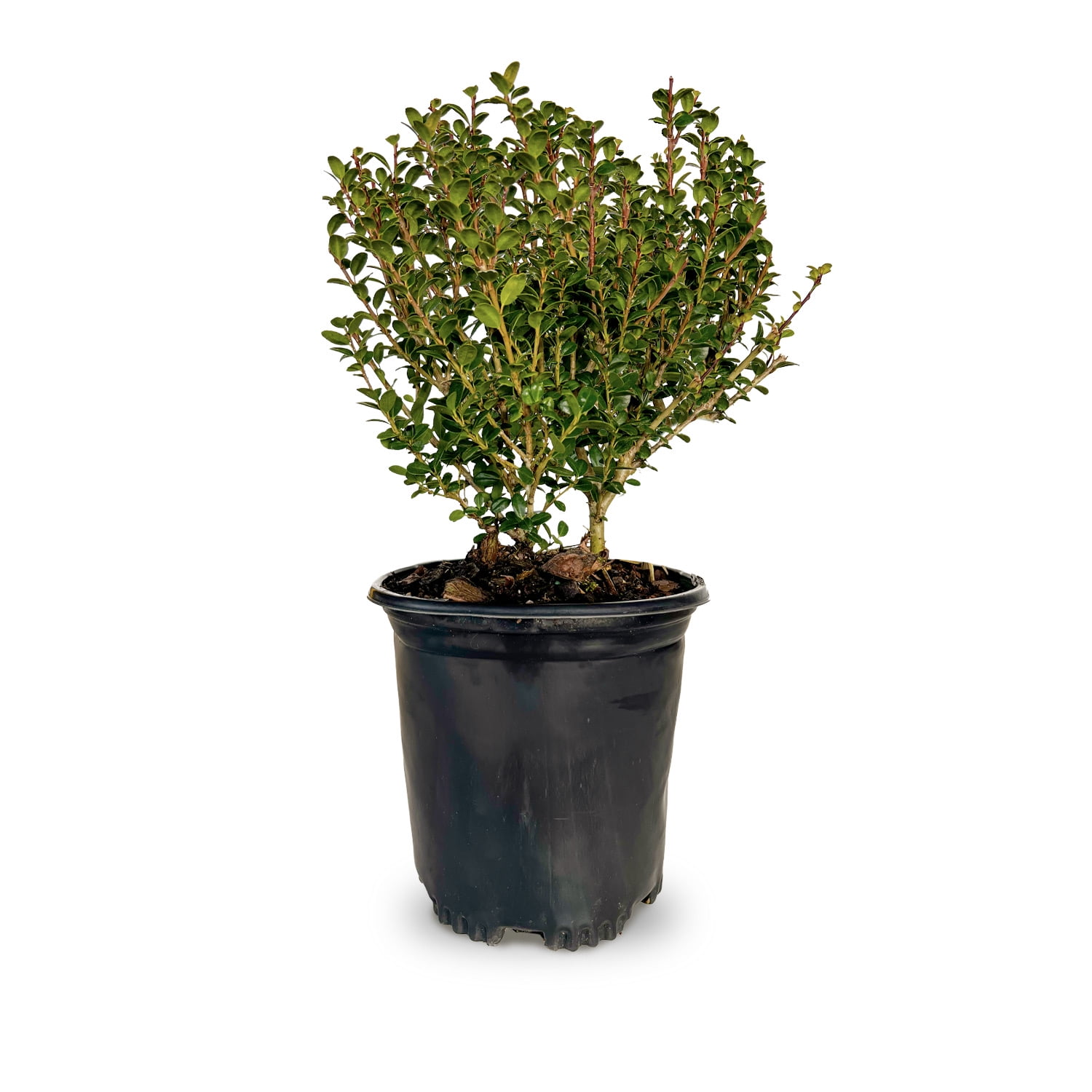 Expert Gardener Steeds Japanese Holly (2.5 Quart) Upright