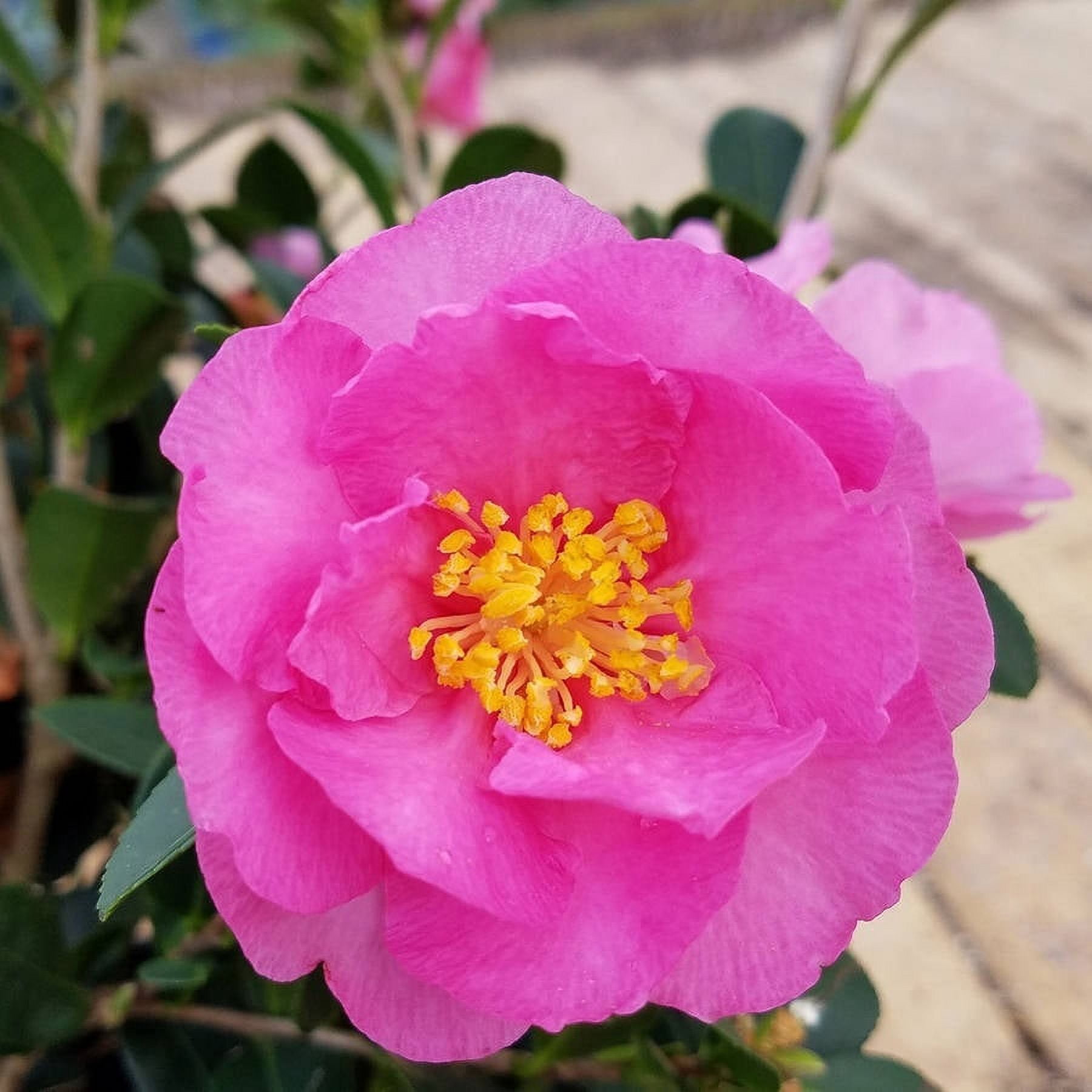 Expert Gardener Stephanie Golden Camellia (2.5 Gallon) Flowering Evergreen Shrub with Pink Blooms - Part Sun Live Outdoor Plant