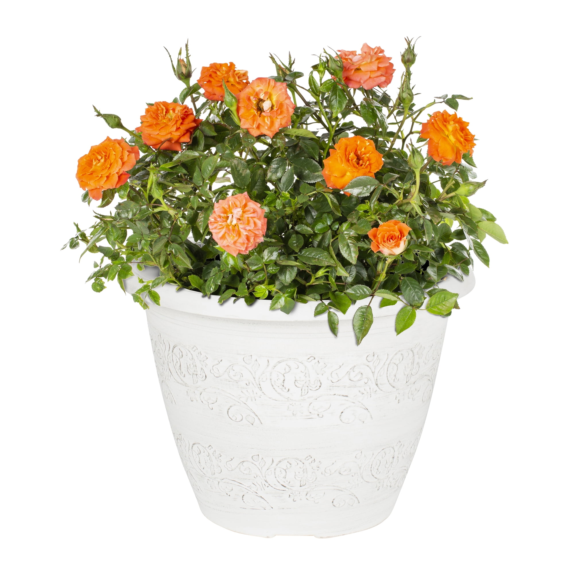 Expert Gardener SunblazeÂ® Mini Rose 1.25G Orange Flowering Shrub