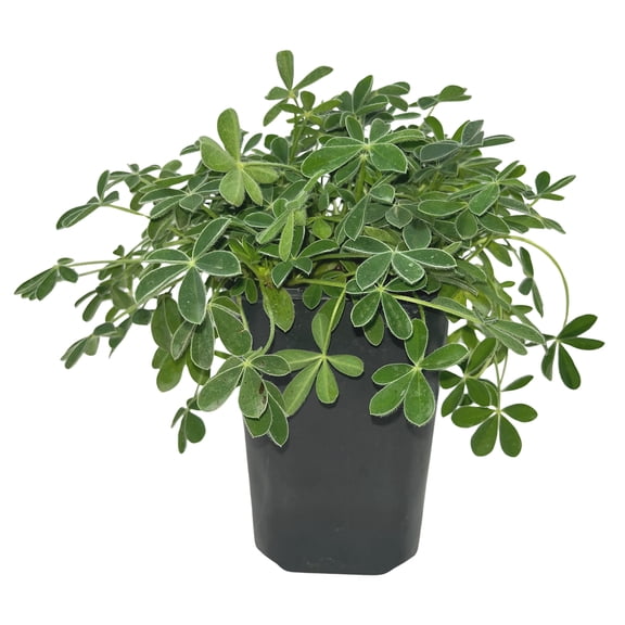 Expert Gardener Texas Bluebonnet, 1 Qt Pot, Live Plants for Garden & Landscaping, Full Sun