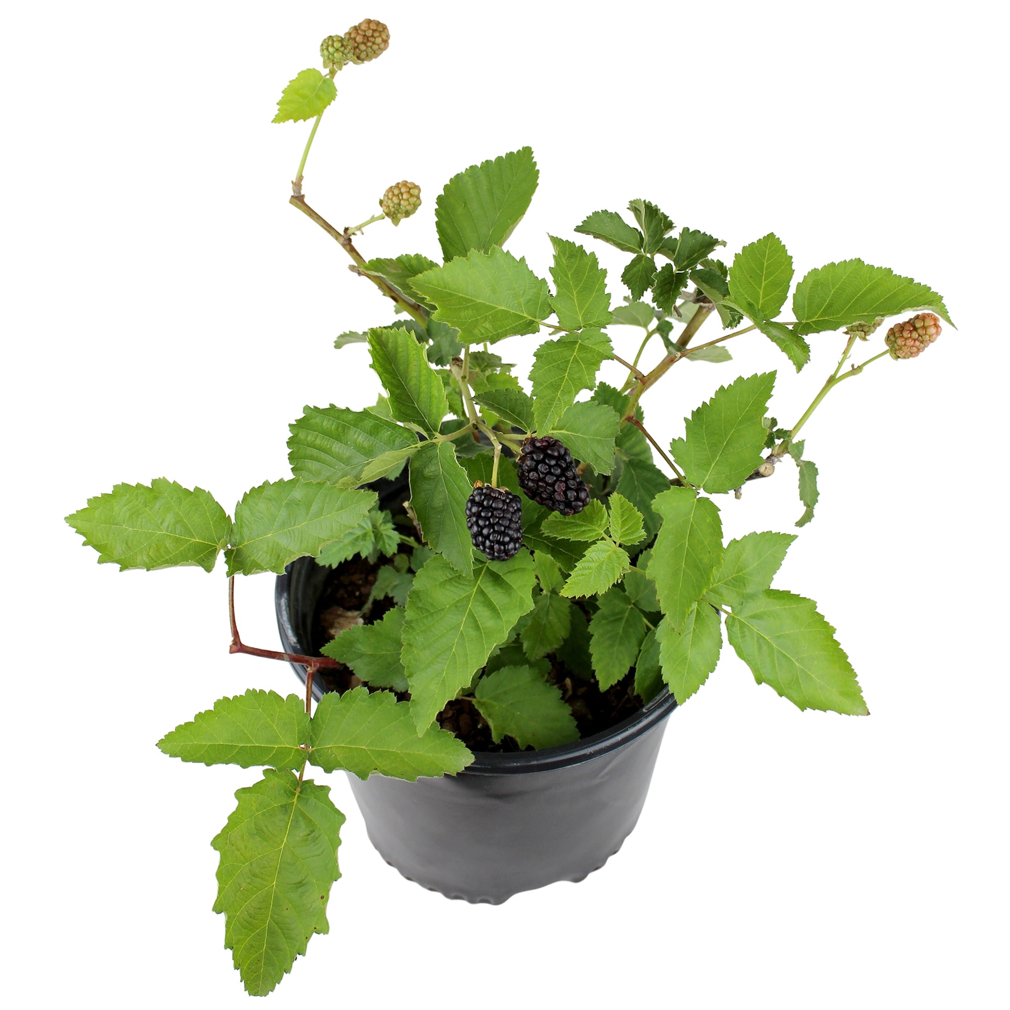 "Expert Gardener Thornless Apache Blackberry Bush, 12""-18"" Tall