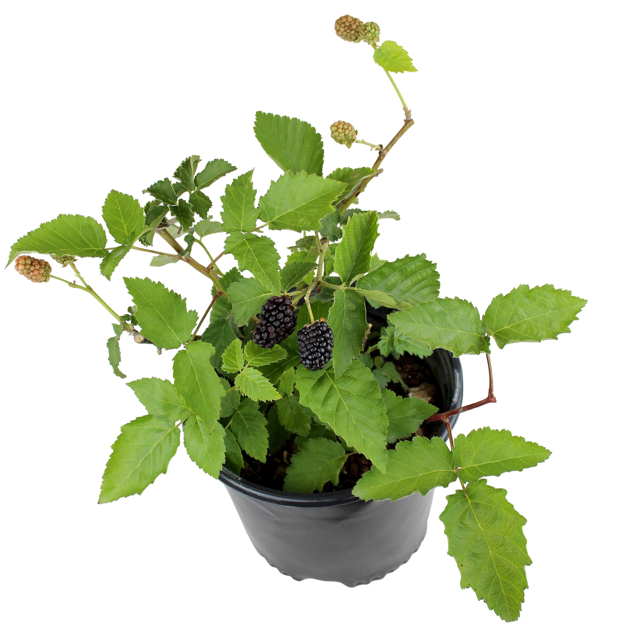Expert Gardener Thornless Osage Blackberry Bush, 12 in-18 in Tall