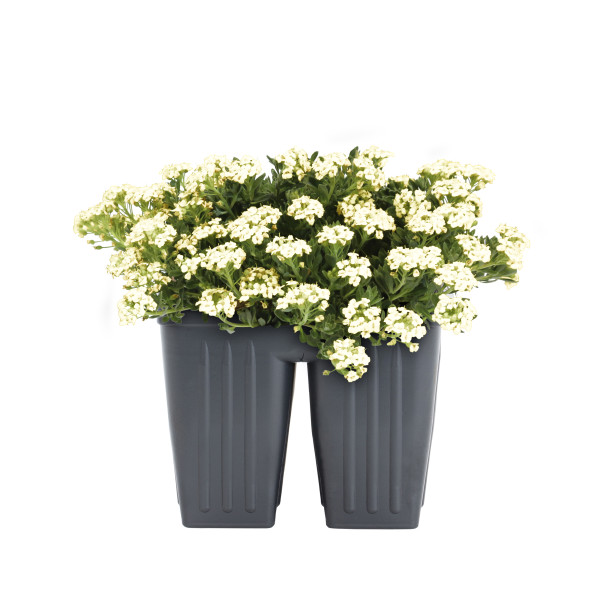 Expert Gardener White Alyssum (4 Pack) Live Plant Full Sun