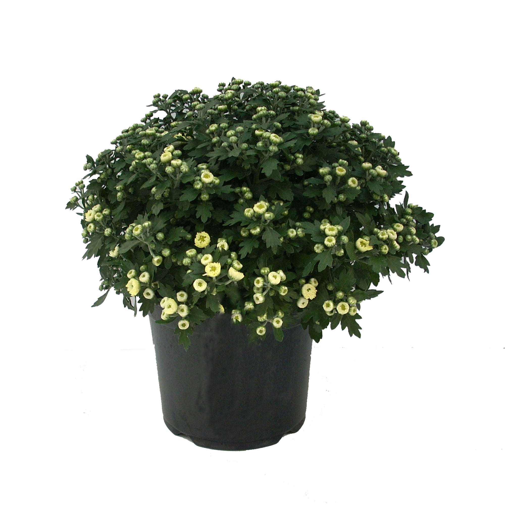 Expert Gardener 3QT White Mum Live Plant in a Grower Pot