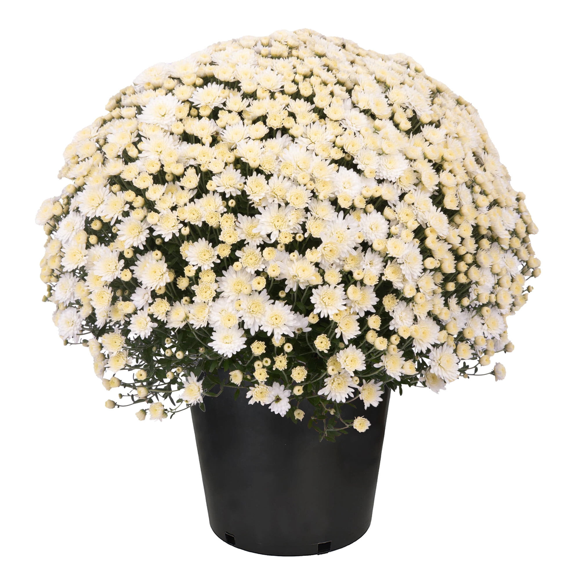 Expert Gardener White Garden Mum in 2 Quart Black Pot - Full Sun Plant