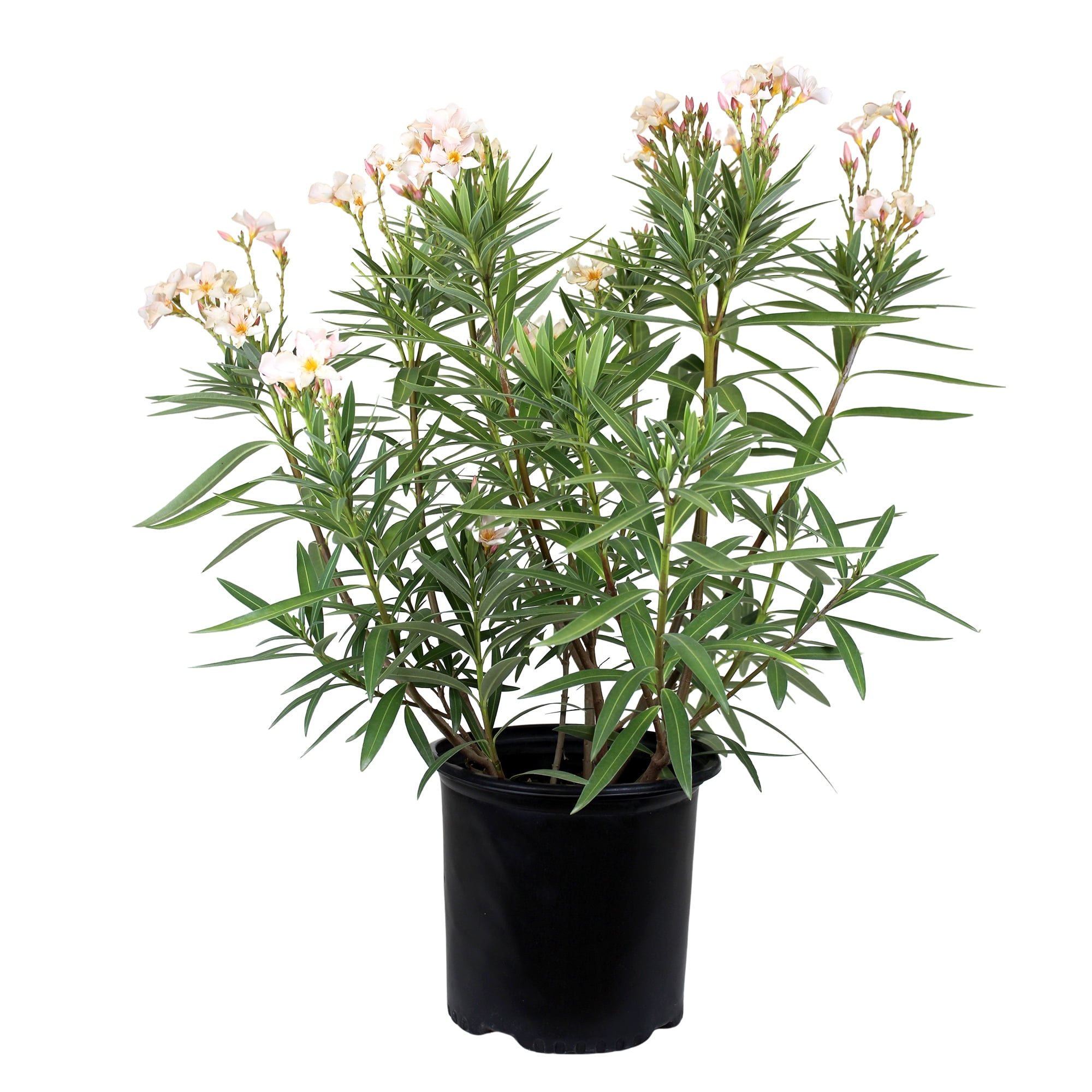 Expert Gardener White Oleander Live Plant, 18-24 in Tall, 2.25 gal