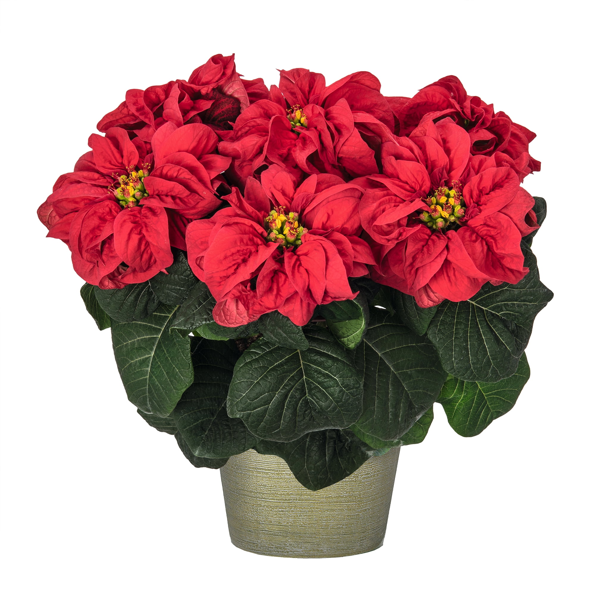 Expert Gardener Winter Rose Live Poinsettia Flowers, Christmas Plant, 6 in Decor Container