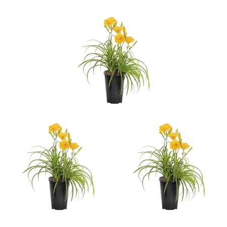 Expert Gardener Yellow Daylily Live Perennial Plant, 3-Pack