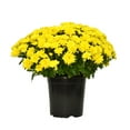 thumbnail image 1 of Expert Gardener Yellow Mum Live Plant Fall Garden Chrysanthemums in 1 Gallon Grower Pot, 1 of 9
