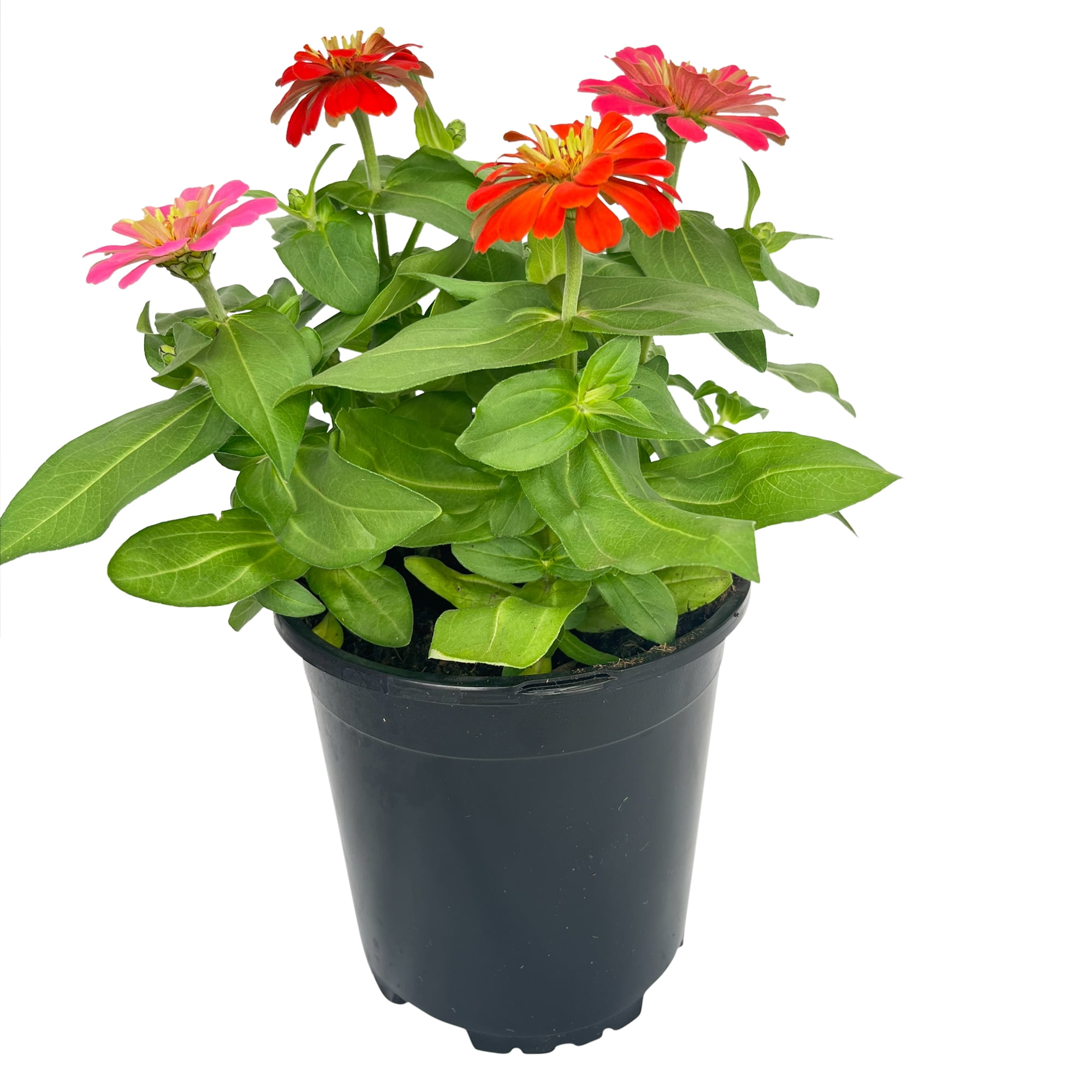 Expert Gardener Zinnia Orange Live Plant