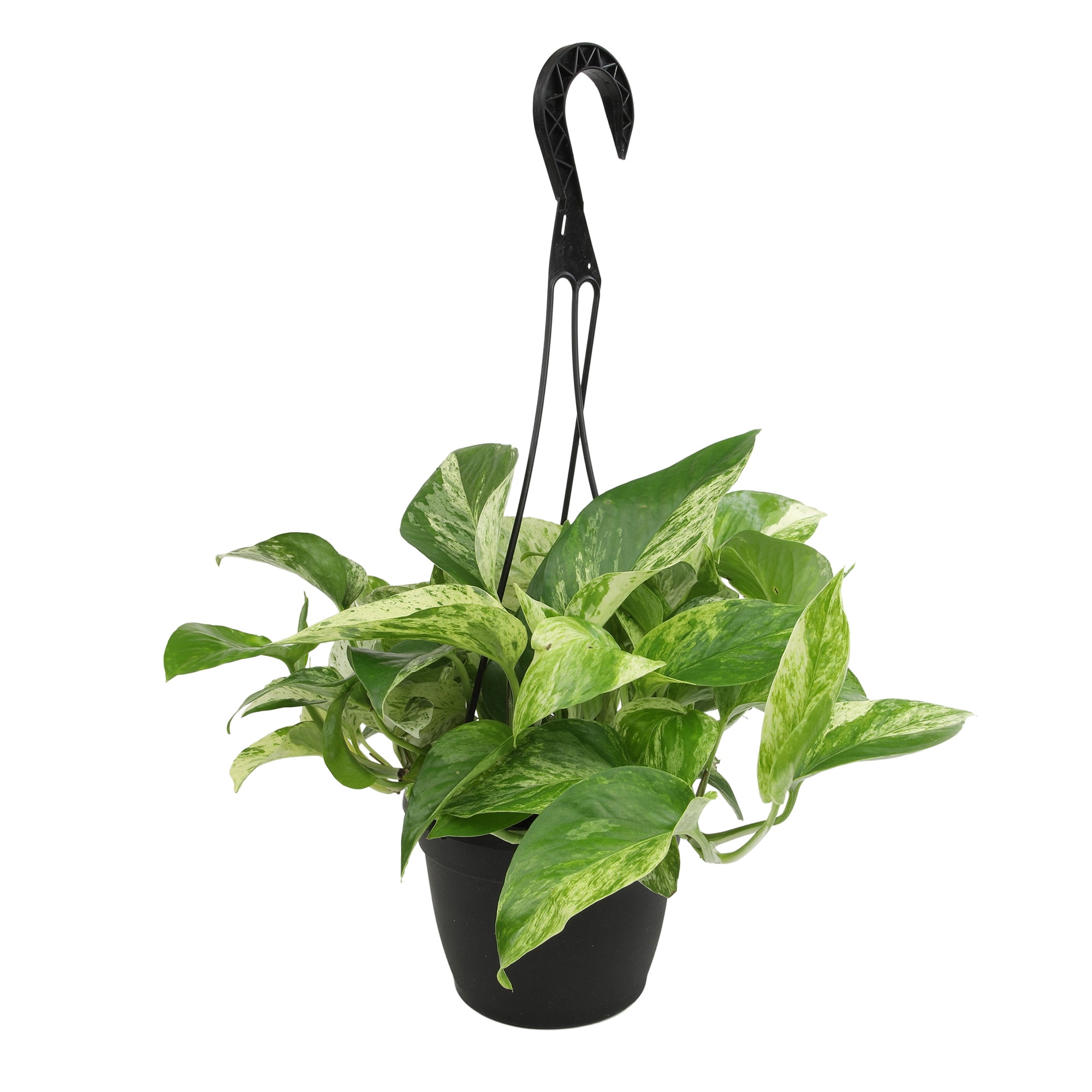 Expert Gardener by Altman Plants Marble Queen Pothos Houseplant, 6in. Hanging Pot; Filtered Light