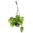 thumbnail image 1 of Expert Gardener by Altman Plants Philodendron Brasil House Plant - 6in. Hanging Pot - Indirect Light, 1 of 7