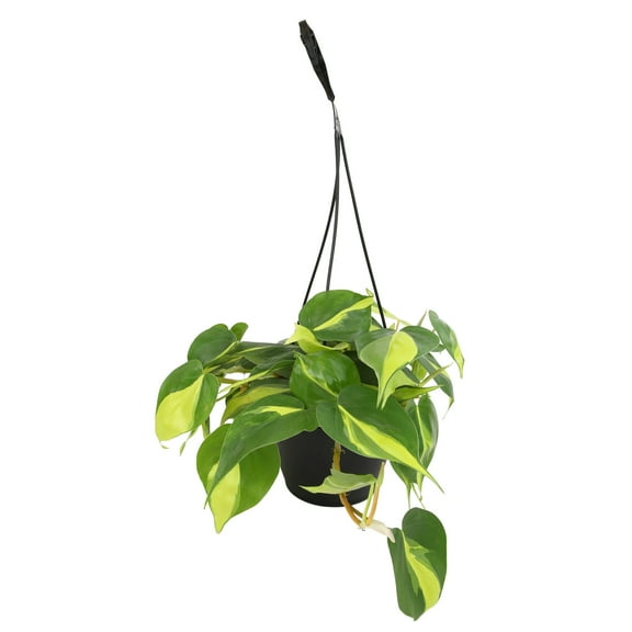 Expert Gardener by Altman Plants Philodendron Brasil House Plant - 6in. Hanging Pot - Indirect Light
