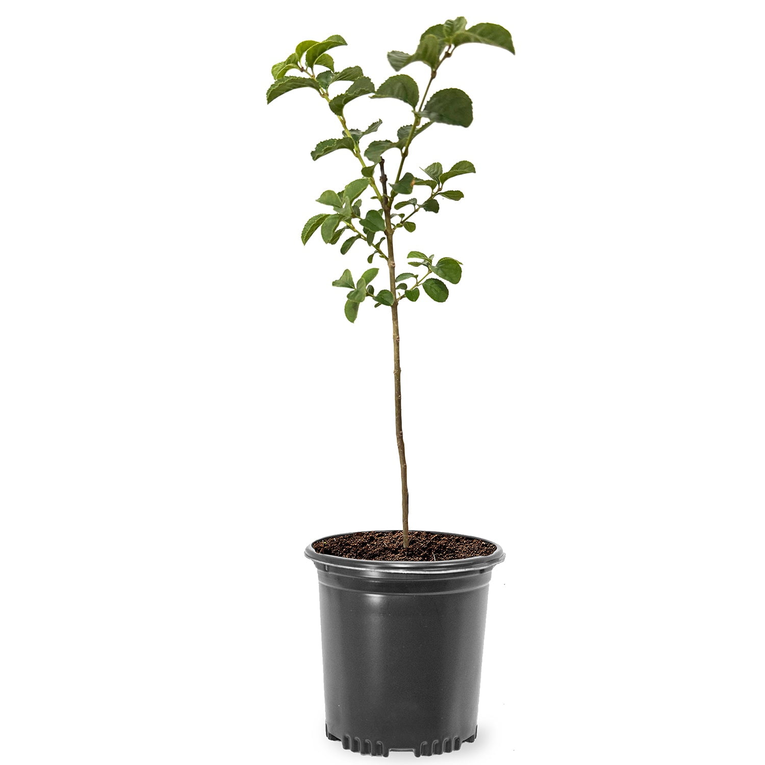 Expert Gardener 2-3 ft tall Chinese Pistache Live Tree in 5-Gallon Grower Pot