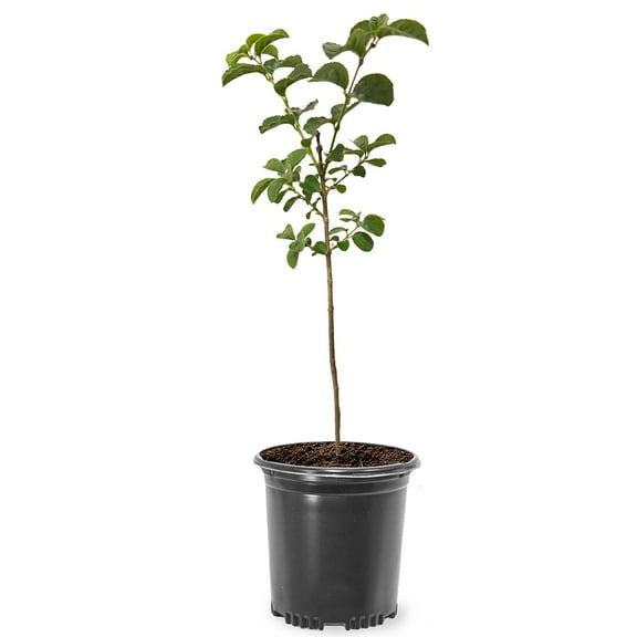Expert Gardener 2-3 ft. tall Chinese Pistache Live Tree in 5-Gallon Grower Pot