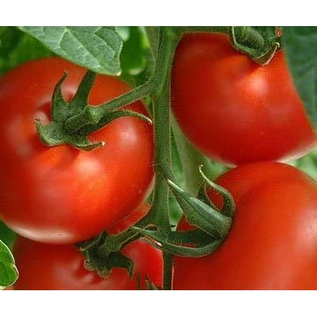 2.5g Tomato W Cage
