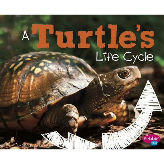 Explore Life Cycles A Turtle's Life Cycle, (Paperback)
