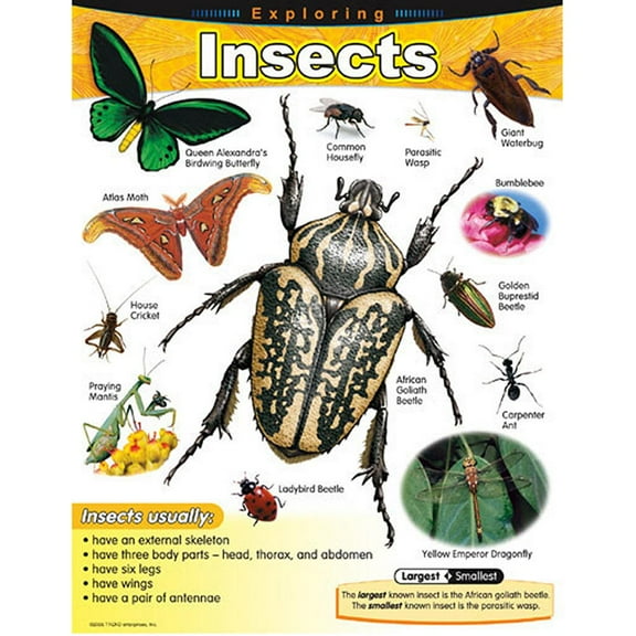 Exploring Insects Learning Chart 17x22 [T38184]
