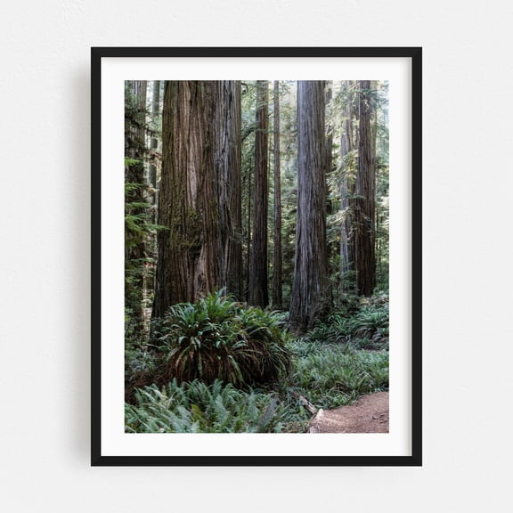 Exploring the serene beauty of ancient redwood trees - California Photography Forest Nature Woodland Wilderness Scenic Botanical Landscape Black Framed Wall Art Print 5 x 7 inches