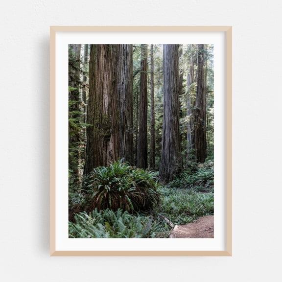 Exploring the serene beauty of ancient redwood trees - California Photography Forest Nature Woodland Wilderness Scenic Botanical Landscape Oak Framed Wall Art Print 30 x 40 inches