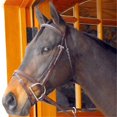thumbnail image 1 of Exselle AEBD183OSBN Event Plain Raised Bridle Horse, Brown - Oversize & Large, 1 of 1