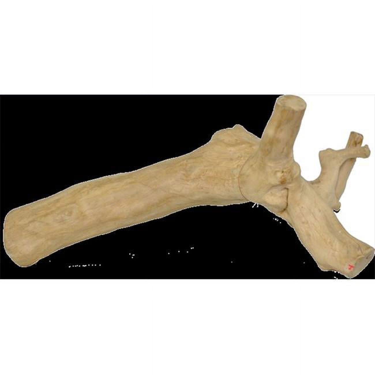 Extra Large Java Wood Reptile Branch AE2104